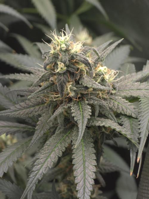 Buds instead of Bullets! AK-47 XL Divine. Week 13