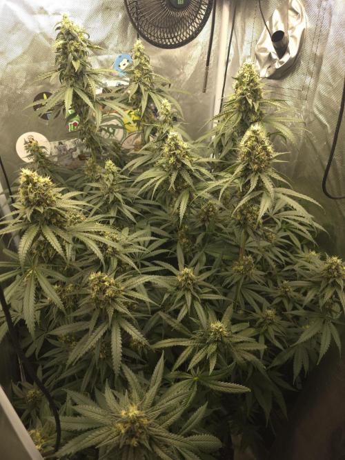 Buds instead of Bullets! AK-47 XL Divine. Week 13
