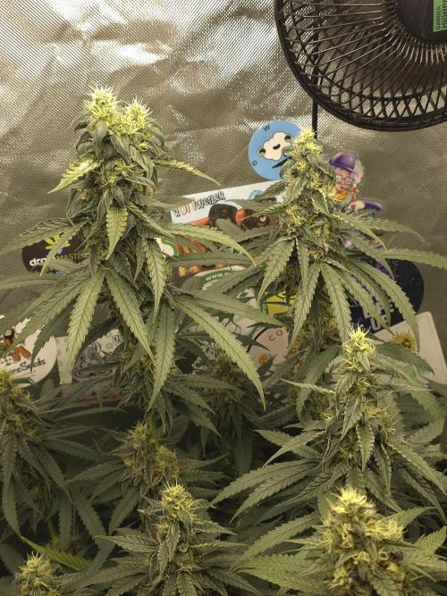The Big Bang 💥 Divine Seeds 🇨🇦. Week 13