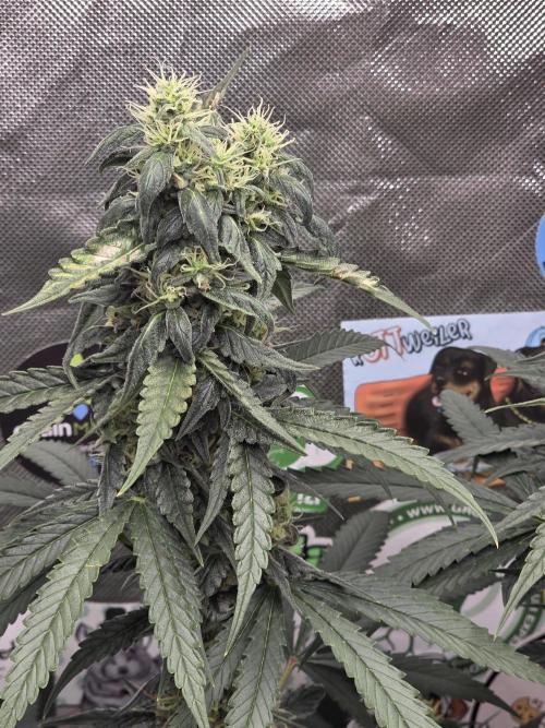 The Big Bang 💥 Divine Seeds 🇨🇦. Week 13
