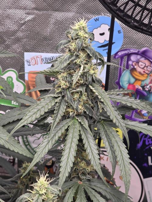 The Big Bang 💥 Divine Seeds 🇨🇦. Week 13