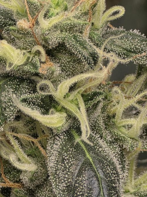 The Big Bang 💥 Divine Seeds 🇨🇦. Week 13