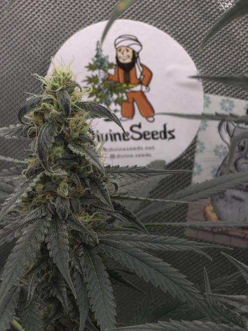 The Big Bang 💥 Divine Seeds 🇨🇦. Week 13