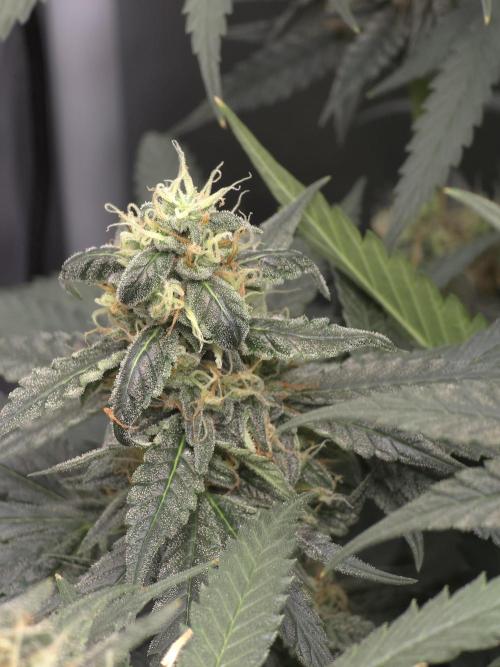 The Big Bang 💥 Divine Seeds 🇨🇦. Week 13