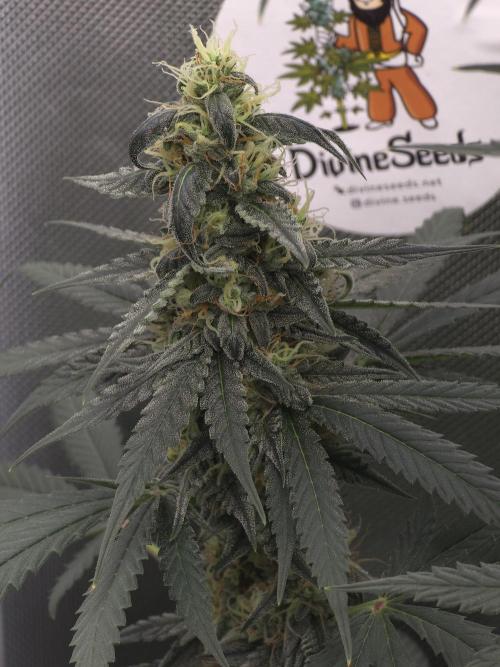 The Big Bang 💥 Divine Seeds 🇨🇦. Week 13
