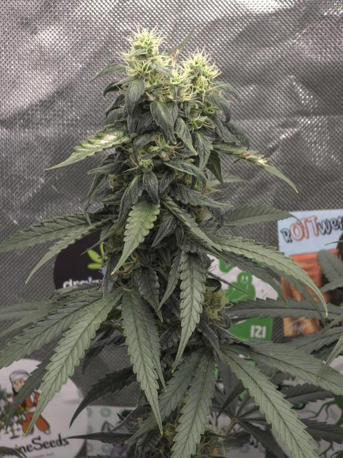 The Big Bang 💥 Divine Seeds 🇨🇦. Week 13