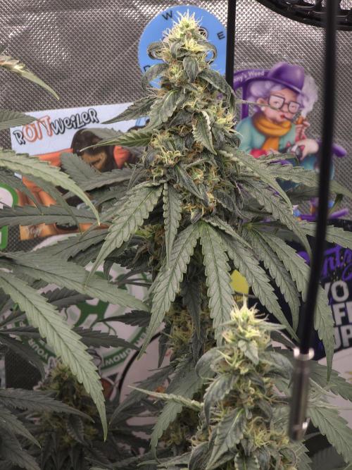 The Big Bang 💥 Divine Seeds 🇨🇦. Week 13