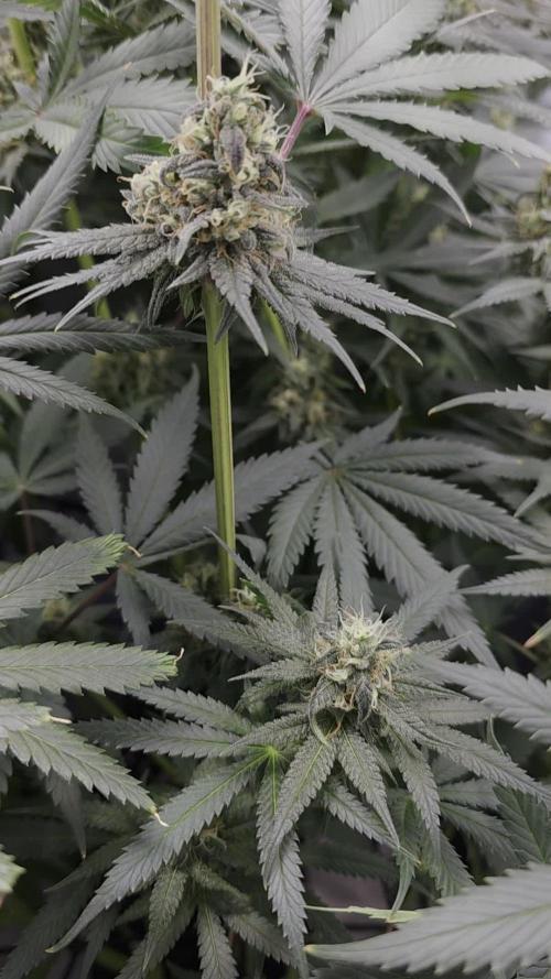 Buds instead of Bullets! AK-47 XL Divine