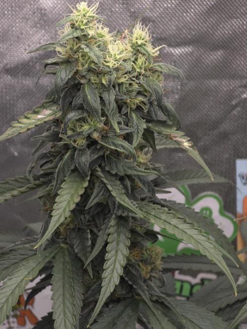 The Big Bang 💥 Divine Seeds 🇨🇦. Week 14