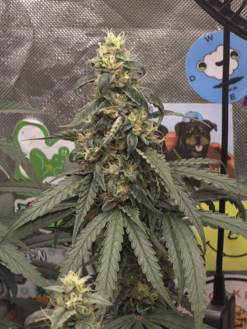 The Big Bang 💥 Divine Seeds 🇨🇦. Week 14