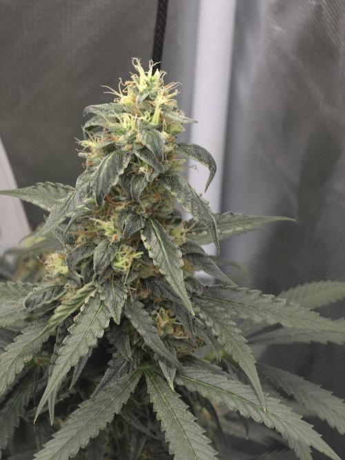 The Big Bang 💥 Divine Seeds 🇨🇦. Week 14