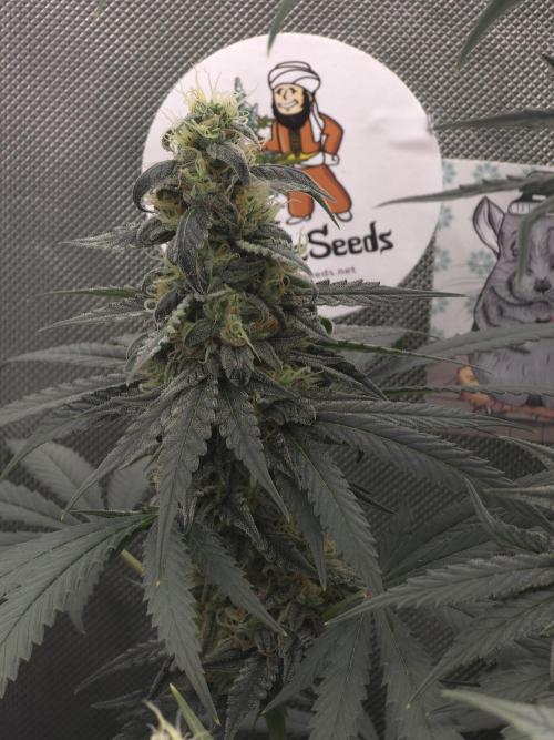 The Big Bang 💥 Divine Seeds 🇨🇦. Week 14
