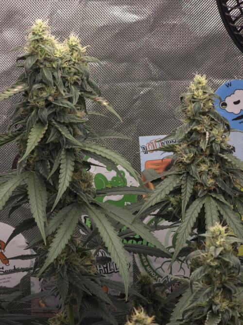 The Big Bang 💥 Divine Seeds 🇨🇦. Week 14