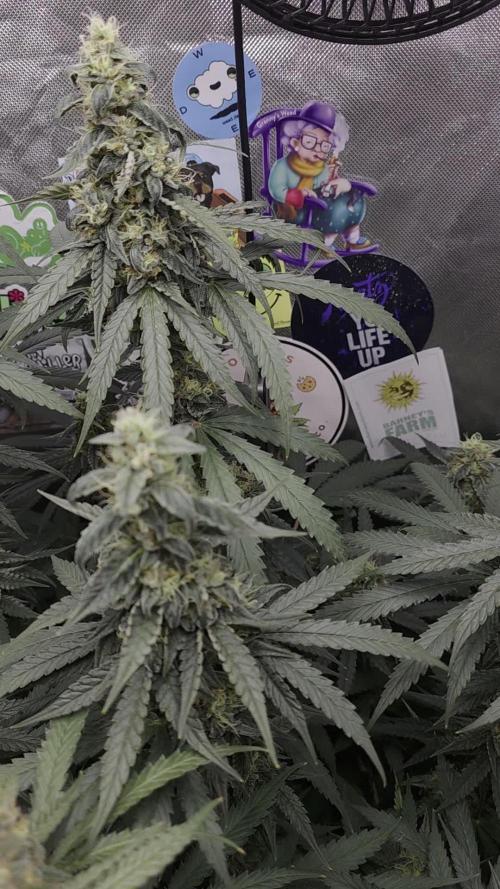 Pure Tent Lite 60x60x160. Week 14