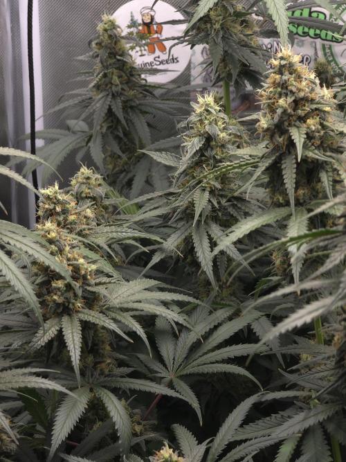 Buds instead of Bullets! AK-47 XL Divine. Week 14