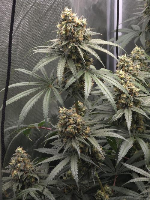 Buds instead of Bullets! AK-47 XL Divine. Week 14