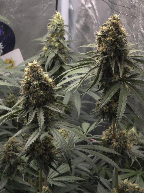Buds instead of Bullets! AK-47 XL Divine. Week 14