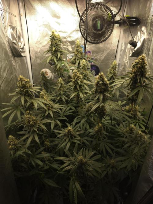 Buds instead of Bullets! AK-47 XL Divine. Week 14