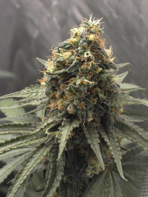 Buds instead of Bullets! AK-47 XL Divine. Week 14
