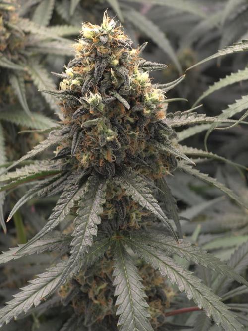 Buds instead of Bullets! AK-47 XL Divine. Week 14