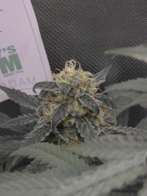 The Big Bang 💥 Divine Seeds 🇨🇦. Week 15