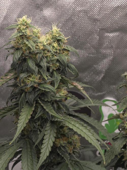 The Big Bang 💥 Divine Seeds 🇨🇦. Week 15