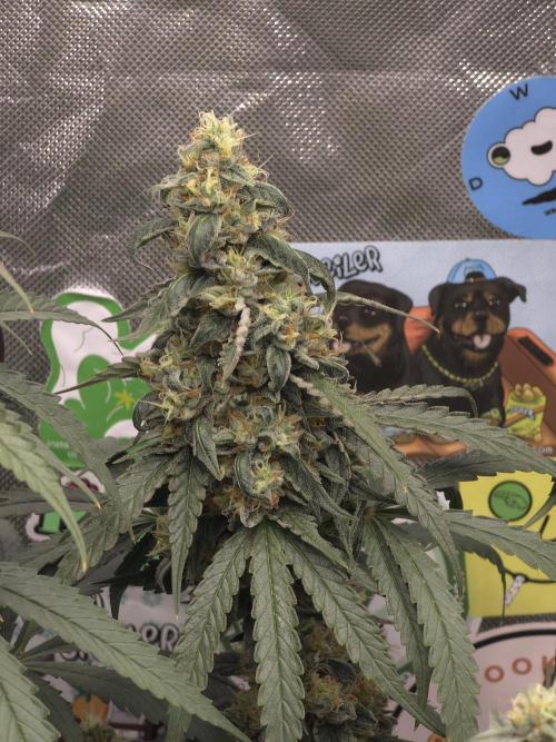 The Big Bang 💥 Divine Seeds 🇨🇦. Week 15