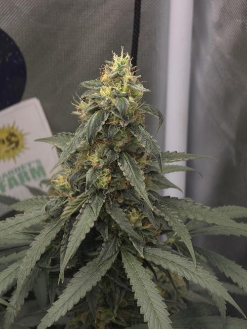 The Big Bang 💥 Divine Seeds 🇨🇦. Week 15