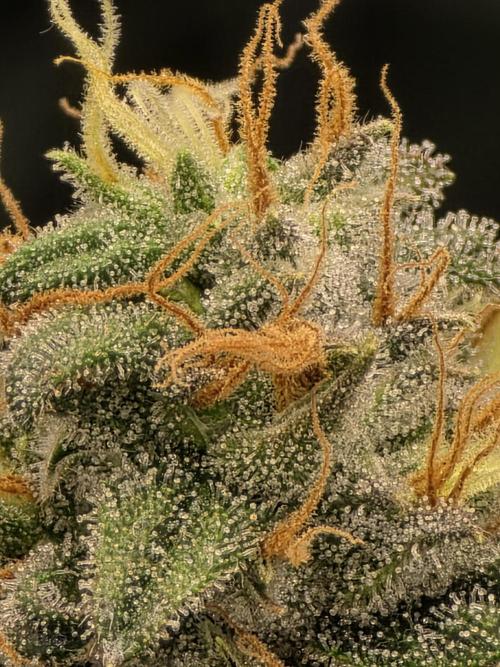 Buds instead of Bullets! AK-47 XL Divine. Week 15