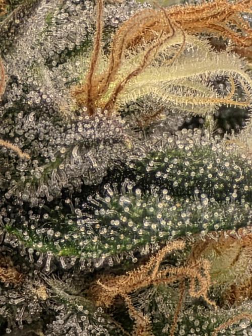 Buds instead of Bullets! AK-47 XL Divine. Week 15
