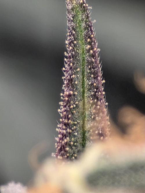 Buds instead of Bullets! AK-47 XL Divine. Week 15