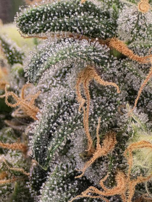 Buds instead of Bullets! AK-47 XL Divine. Week 15