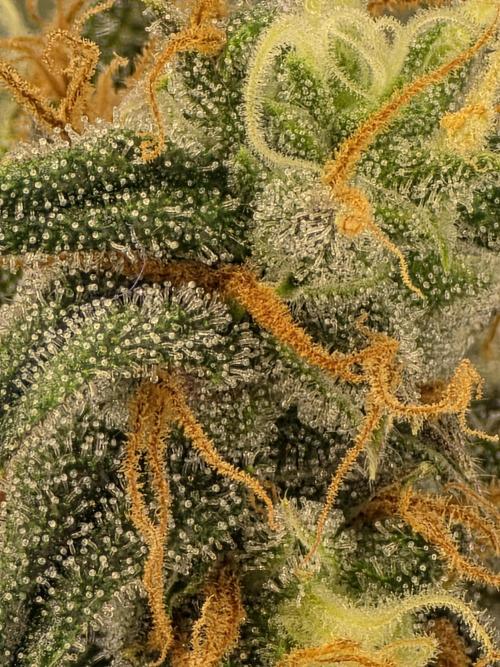 Buds instead of Bullets! AK-47 XL Divine. Week 15