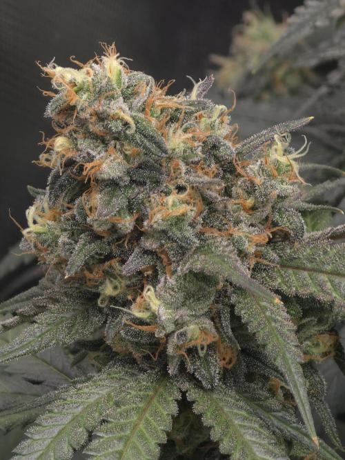 Buds instead of Bullets! AK-47 XL Divine. Week 15