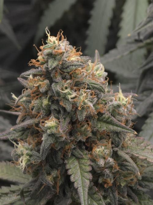 Buds instead of Bullets! AK-47 XL Divine. Week 15