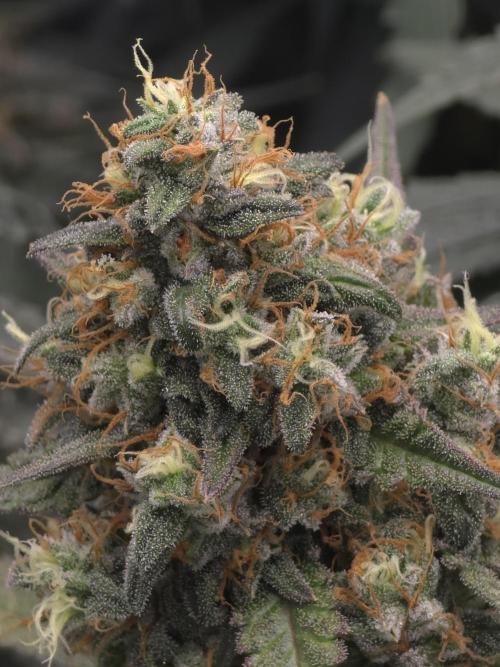 Buds instead of Bullets! AK-47 XL Divine. Week 15