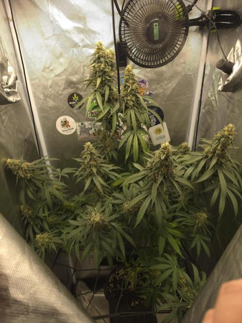The Big Bang 💥 Divine Seeds 🇨🇦. Week 16