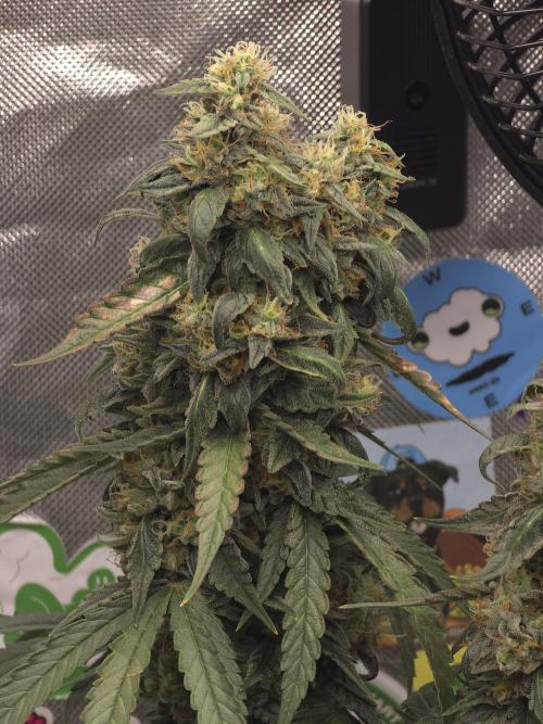 The Big Bang 💥 Divine Seeds 🇨🇦. Week 16