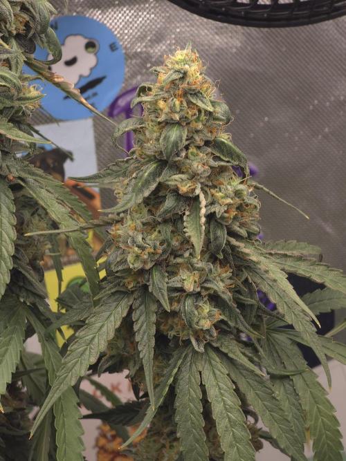The Big Bang 💥 Divine Seeds 🇨🇦. Week 16