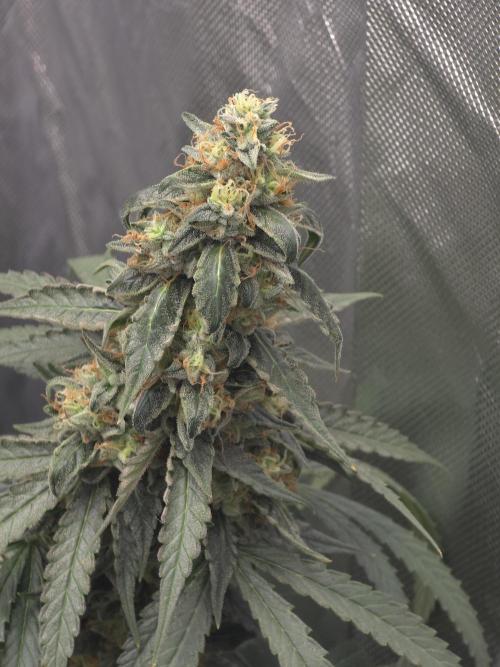 The Big Bang 💥 Divine Seeds 🇨🇦. Week 16