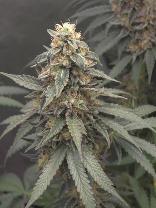 The Big Bang 💥 Divine Seeds 🇨🇦. Week 16