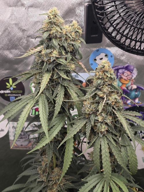 The Big Bang 💥 Divine Seeds 🇨🇦. Week 16