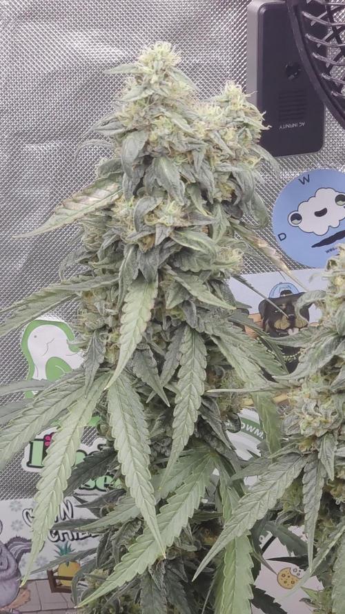 Pure Lite 60x60x160. Week 16