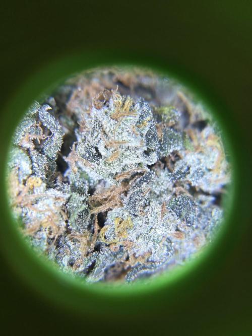 Buds instead of Bullets! AK-47 XL Divine. Week 16