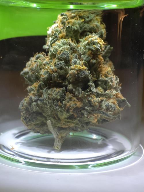 Buds instead of Bullets! AK-47 XL Divine. Week 16
