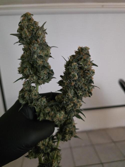 Buds instead of Bullets! AK-47 XL Divine. Week 16