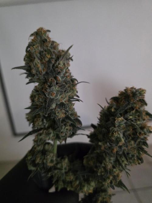Buds instead of Bullets! AK-47 XL Divine. Week 16