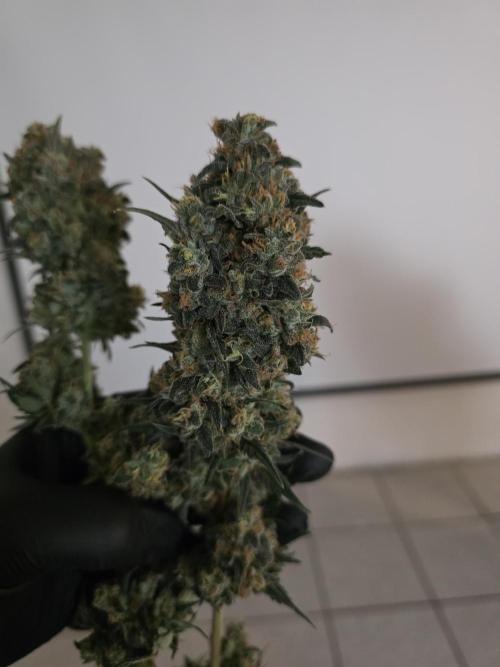 AK 47 XL. Week 16