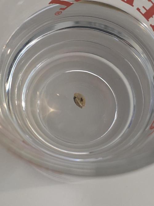 Delicious Seeds GC 26 🏆 - CCKush. Week 0