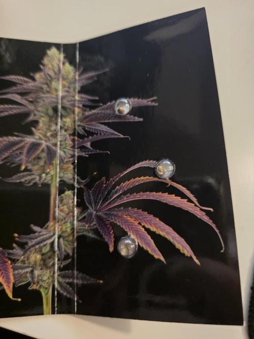Banana Runtz 🍌🍬 F1 Hybrid by Barney's. Week 0